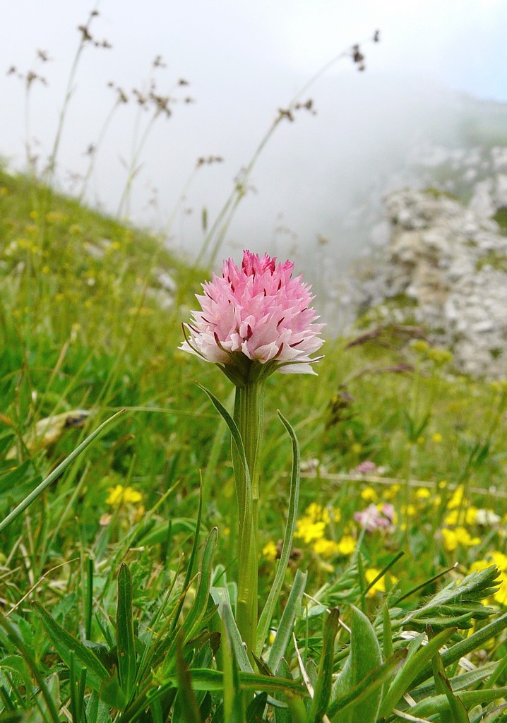 Il Gran Sasso e le orchidee - il mio omaggio al Gigante dellAppennino.